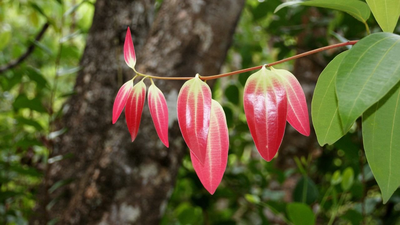 Discover Amazing Cinnamon Leaf Benefits for Health