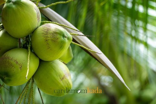 Top 5 Largest Coconut Producing States In India