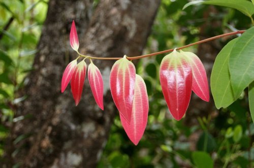 Discover Amazing Cinnamon Leaf Benefits for Health